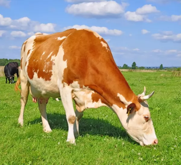 属牛的男宝宝12月出生好吗命运如何呢(7)