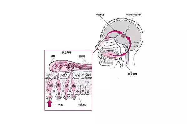 汉字“哺”在成语中的应用有哪些(6)
