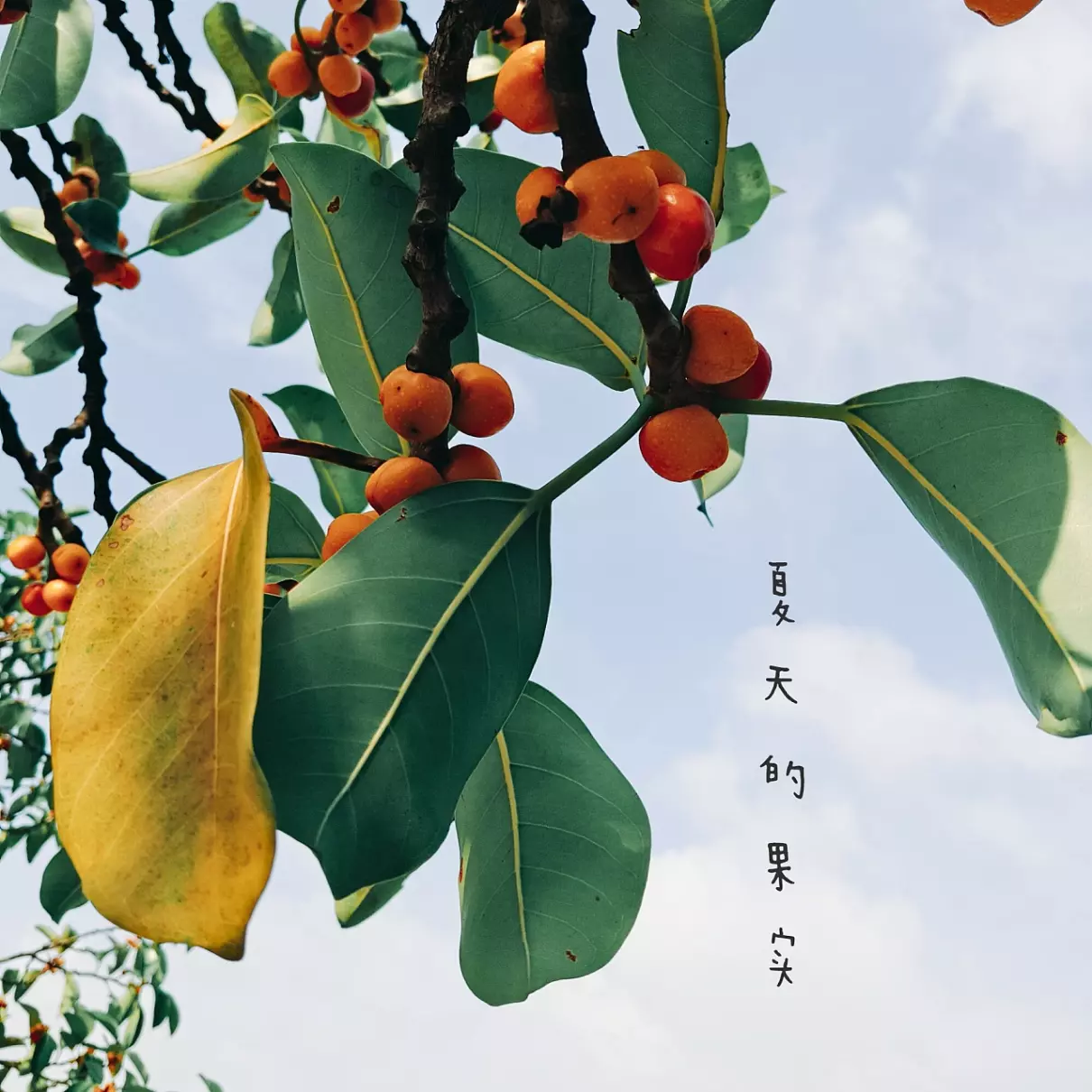 梦见枣树上结了好多枣什么意思(2)