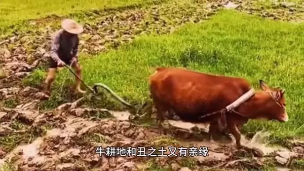 易经中的来生代表什么生肖和数字的意思(3)