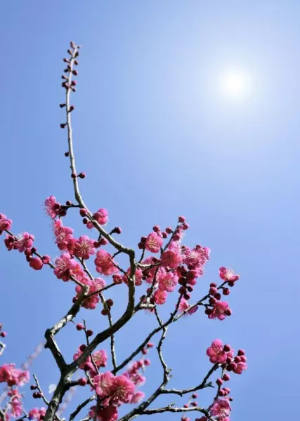 梅花的风水禁忌是什么(2)