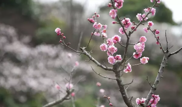 梅花的风水禁忌是什么(6)