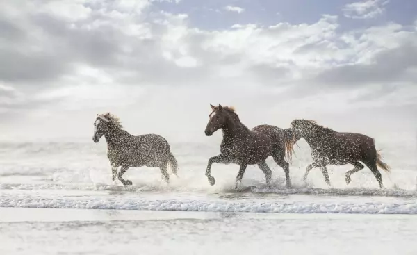 梦到被一条白色的蛇追着跑周公解梦是啥意思(7)