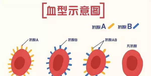 b型血的人多吗什么血型最多(2)