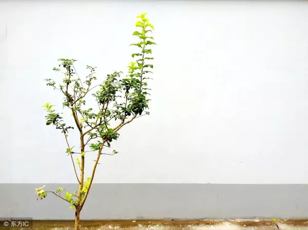 只能默默承受命运的无理要求语句是什么(4)