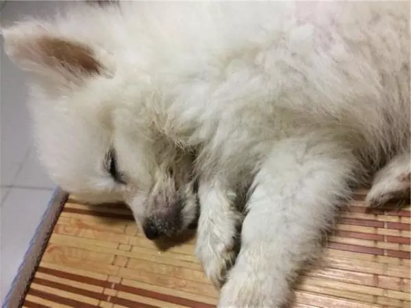 狗火化后骨灰能不能带回家?(2)