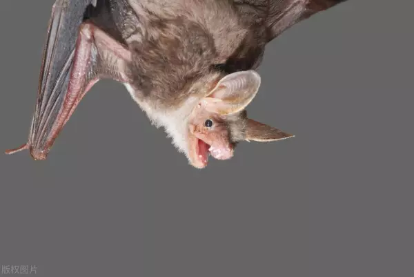 蝙蝠飞到家里是什么预兆怎么赶出去(1)