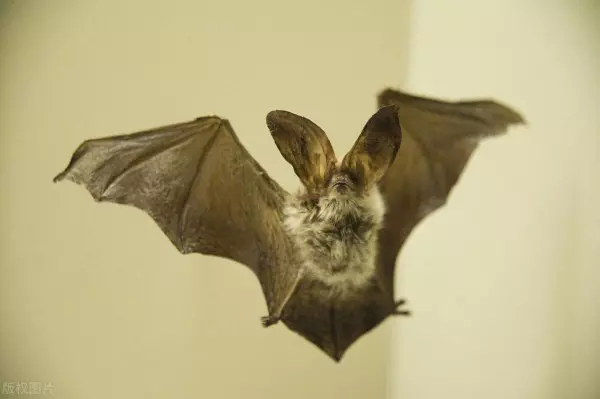 蝙蝠飞到家里是什么预兆怎么赶出去(2)