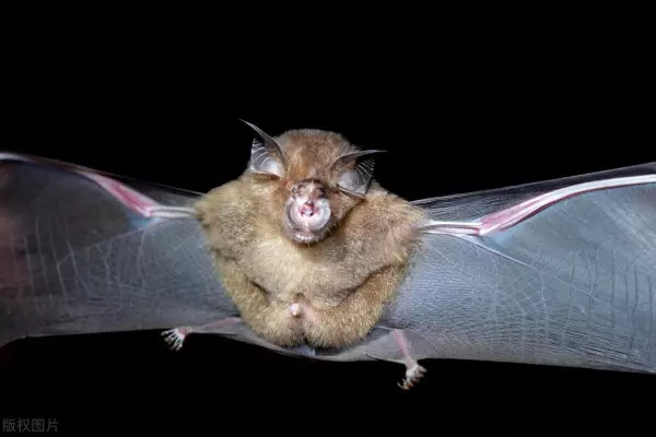 蝙蝠飞到家里是什么预兆怎么赶出去(3)