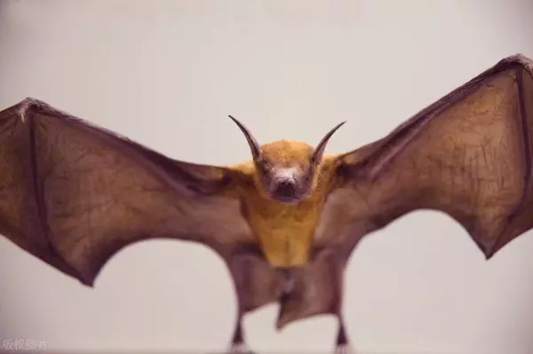 蝙蝠飞到家里是什么预兆怎么赶出去(6)