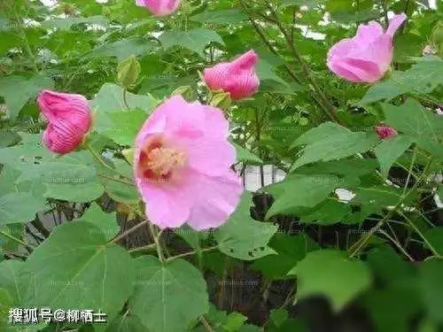 描写女孩不向命运低头的诗句有哪些三年级(1)