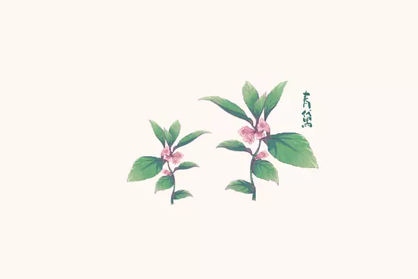 菘蓝和马蓝的区别(1)
