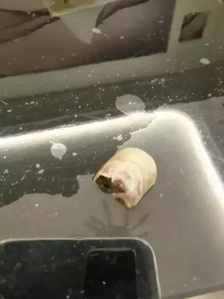 指甲盖掉了重新长出来是什么样子(6)