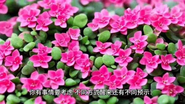 梦见床头有鸡蛋是什么意思啊周公解梦女人(1)