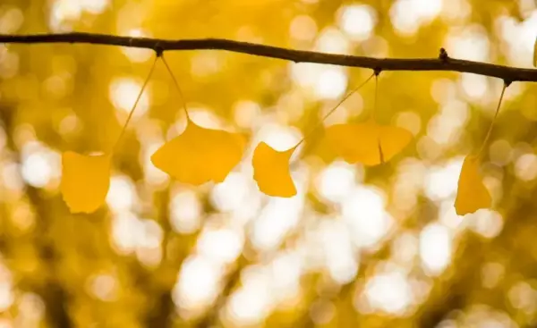 人生在世到底信命运还是信努力的句子怎么写(2)