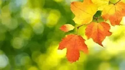 扭转悲惨命运的莉莉安17卷内容(1)