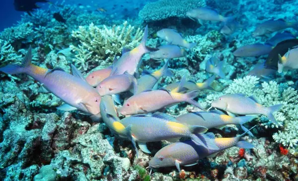 双鱼座女下半年的事业运势2022(1)