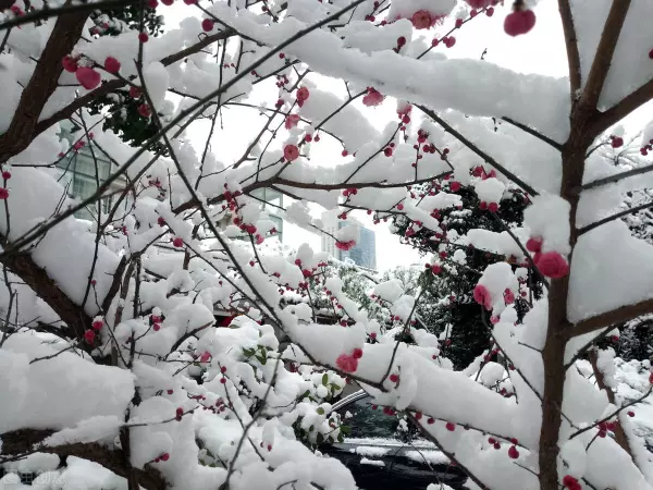 雪梅的意思是什么这首古诗的意思(1)
