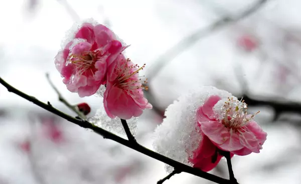 雪梅的意思是什么这首古诗的意思(3)