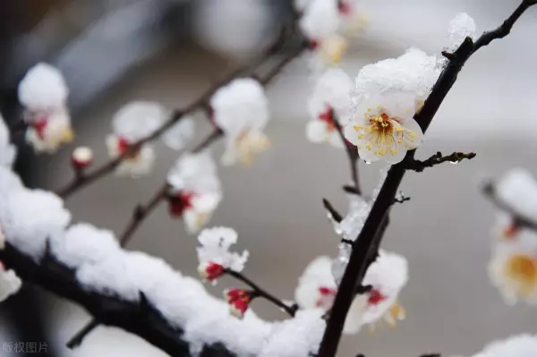 雪梅的意思是什么这首古诗的意思(4)