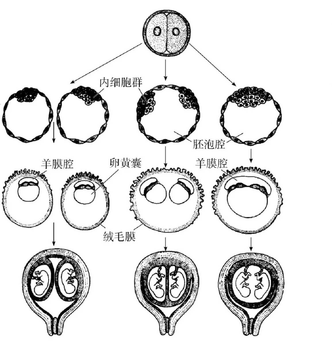 命理揭秘双胞胎各自的命运如何看(2)
