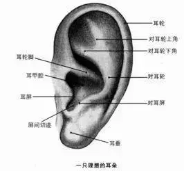 女人左耳耳廓有痣代表什么(2)