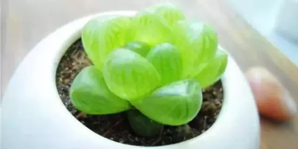属羊人家里养什么绿植可增加运势和财运呢(10)