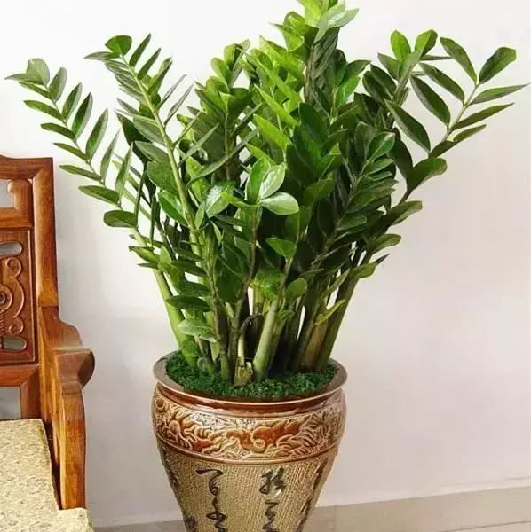 属羊人家里养什么绿植可增加运势和财运呢(1)