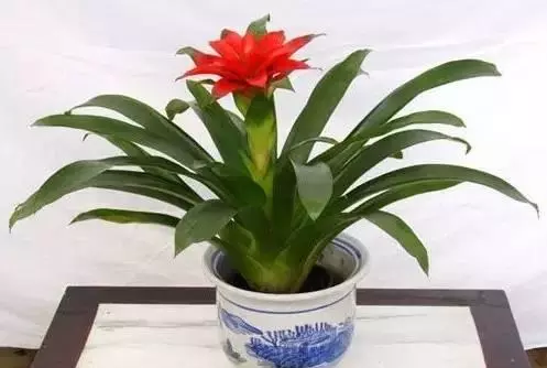 属羊人家里养什么绿植可增加运势和财运呢(2)