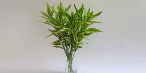 属羊人家里养什么绿植可增加运势和财运呢(4)