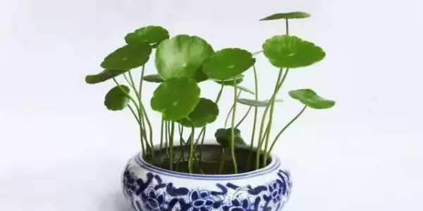 属羊人家里养什么绿植可增加运势和财运呢(6)