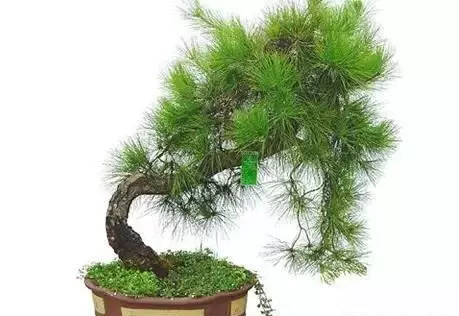 属羊人家里养什么绿植可增加运势和财运呢(9)