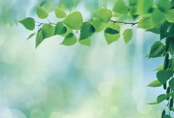 张雅清名字怎么样(2)