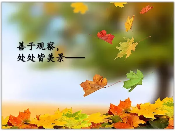 水洼的意思三年级铺满金色巴掌的水泥道(64)
