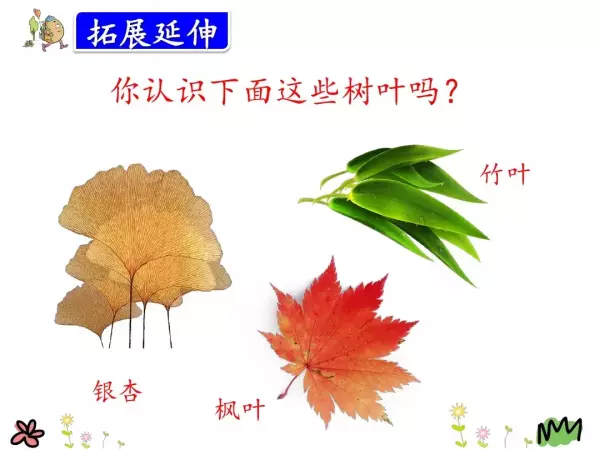 水洼的意思三年级铺满金色巴掌的水泥道(67)
