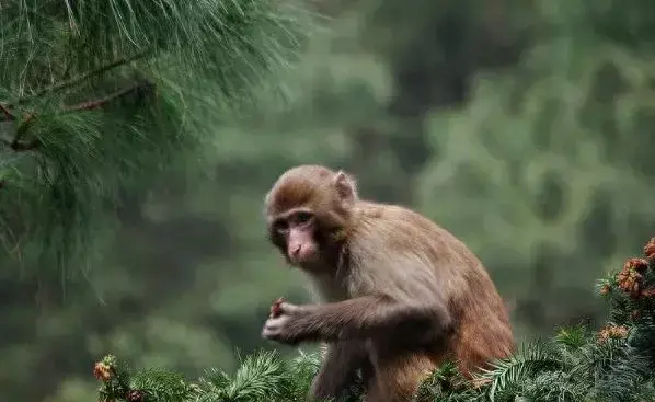 猴年六月出生的人怎么样命运好不好呢(1)
