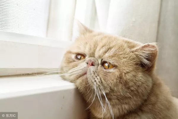 梦见猫在路上走路周公解梦是啥意思啊(3)