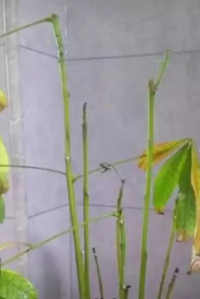 芥子是什么意思发财树叶子一点一点黄掉叶是怎么回事(1)