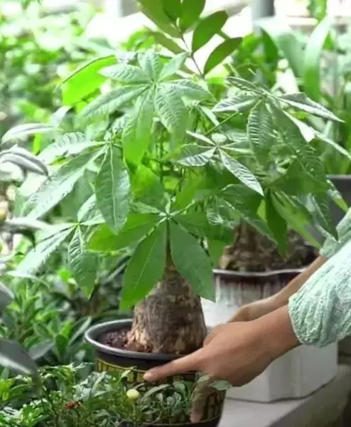 芥子是什么意思发财树叶子一点一点黄掉叶是怎么回事(3)