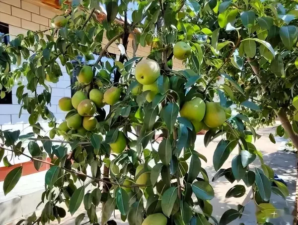 梦见过世父母招手什么意思周公解梦(2)