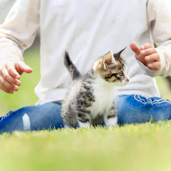 梦到养猫很开心是啥意思周公解梦(1)