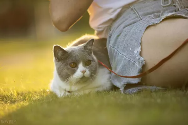 梦到养猫很开心是啥意思周公解梦(2)