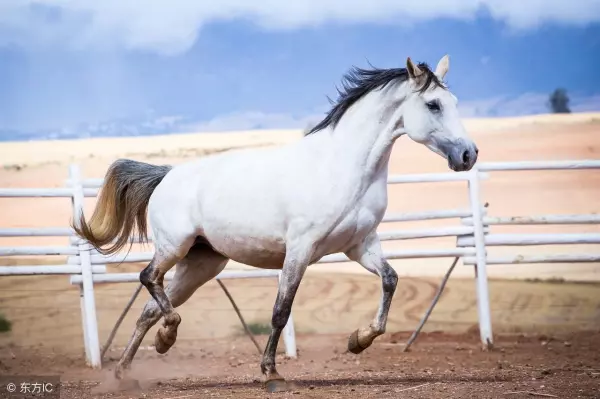 66男马在2o21年每月财运怎么样(1)