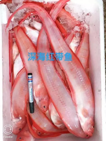 红鲤鱼的营养价值及功效(1)