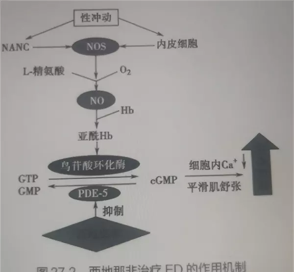 克西地那非是什么(7)