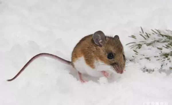 2020年属鼠人的运势运程排名(1)