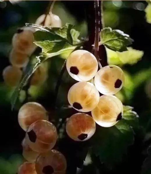 命运不会辜负一个努力的学生的说说句子(4)