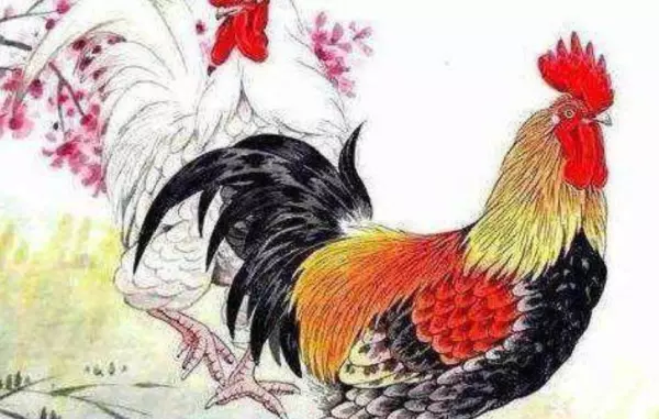 69年属鸡的2023年运势和财运怎么样(5)