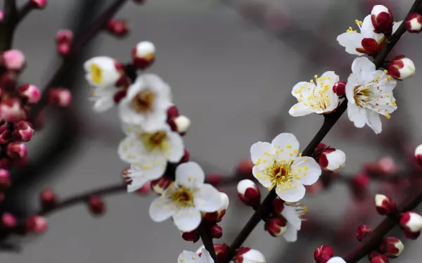 白羊座2021年4月份运势如何呢(2)