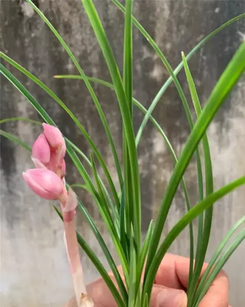粉荷怎么养开品才会好(10)